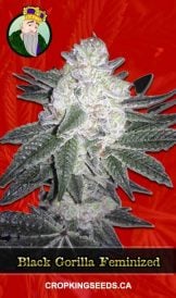 Black Gorilla Strain Feminized Marijuana Seeds