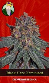 Black Haze Feminized Marijuana Seeds