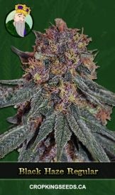 Black Haze Regular Marijuana Seeds