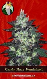 Candy Haze Feminized Marijuana Seeds