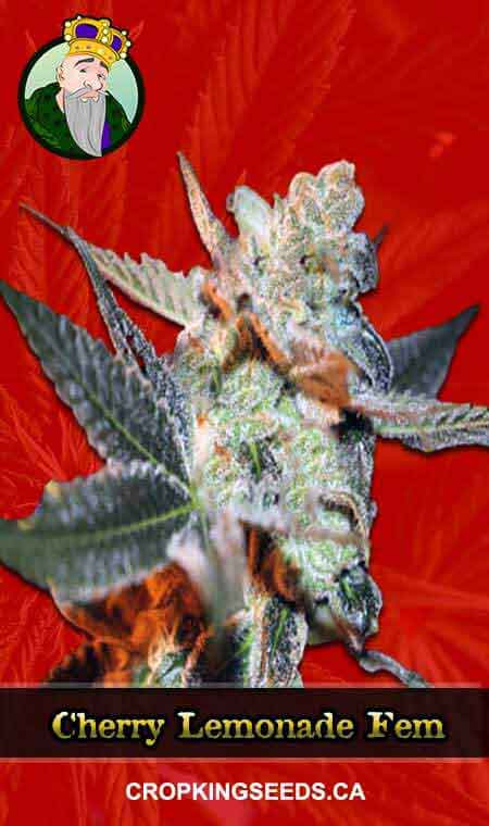 Cherry Lemonade Strain Feminized Marijuana Seeds