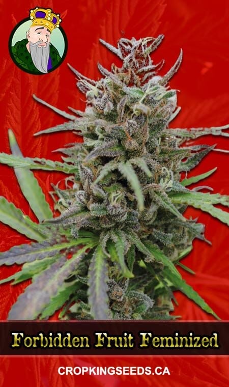 Forbidden Fruit Strain Feminized Marijuana Seeds