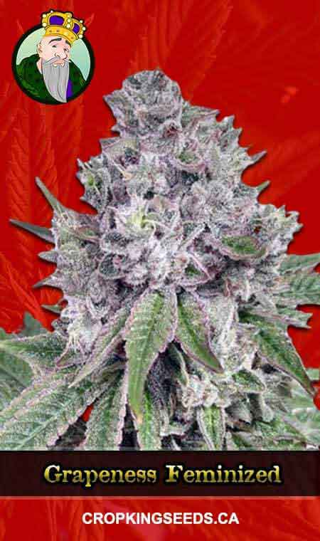 Grapeness Feminized Marijuana Seeds