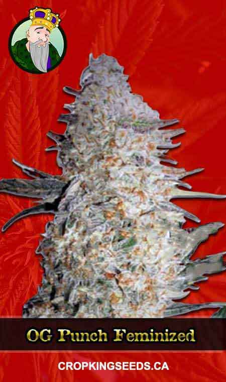 OG Punch Feminized Marijuana Seeds