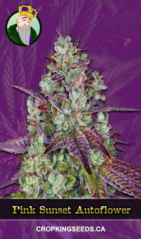 Pink Sunset Strain Autoflowering Marijuana Seeds