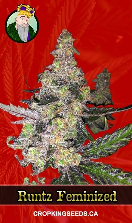 Runtz Strain Feminized Marijuana Seeds