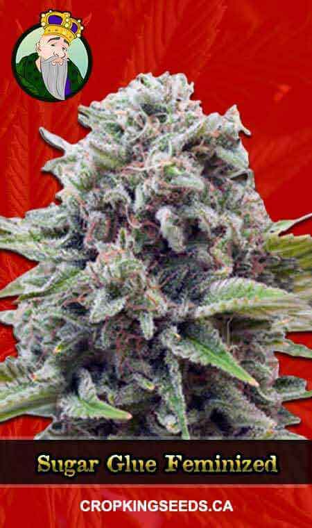 Sugar Glue Feminized Marijuana Seeds