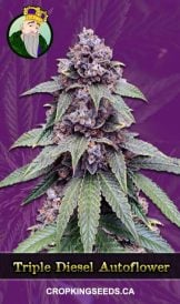 Triple Diesel Strain Autoflowering Marijuana Seeds