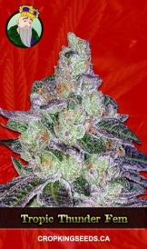 Tropic Thunder Strain Feminized Marijuana Seeds