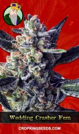 Wedding Crasher Strain Feminized Marijuana Seeds