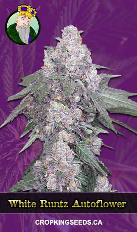 White Runtz Autoflower Marijuana Seeds