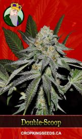 Double-Scoop Strain Feminized Marijuana Seeds