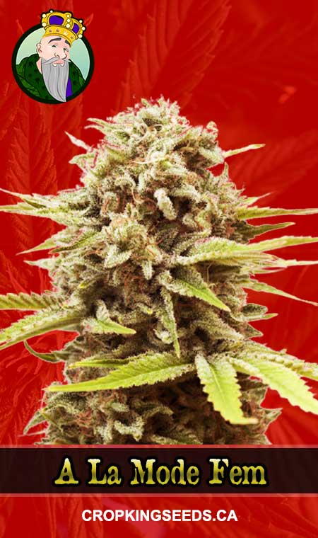 A La Mode Strain Feminized Marijuana Seeds