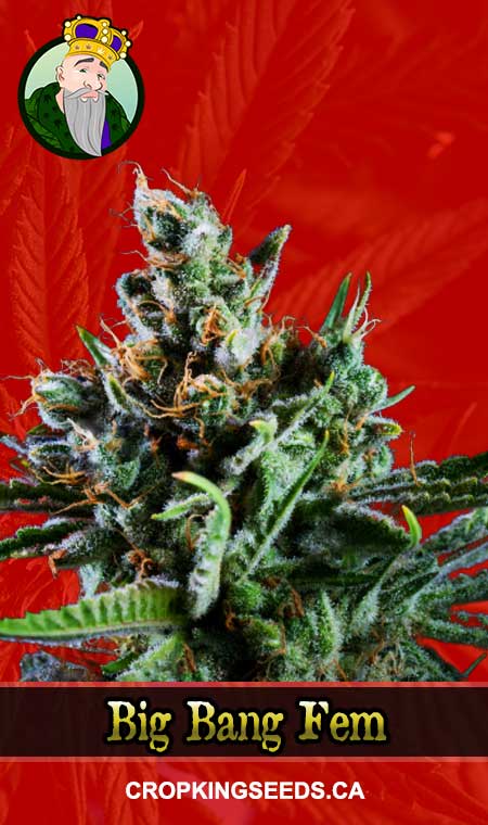 Big Bang Strain Feminized Marijuana Seeds