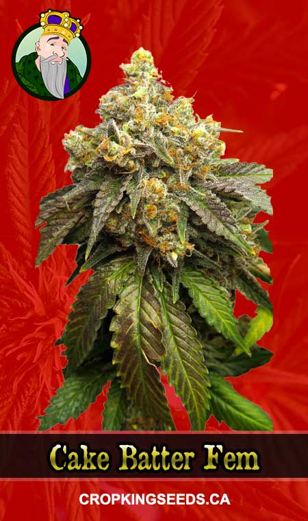 Cake Batter Strain Feminized Marijuana Seeds