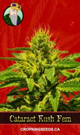 Cataract Kush Feminized Marijuana Seeds