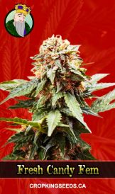 Fresh Candy Strain Feminized Marijuana Seeds