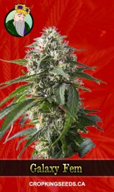 Galaxy Strain Feminized Marijuana Seeds