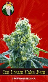 Ice Cream Cake Strain Feminized Marijuana Seeds