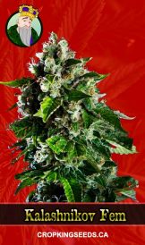 Kalashnikov Strain Feminized Marijuana Seeds