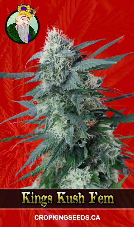 King's Kush Feminized Marijuana Seeds