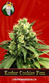 Kosher Cookies Strain Feminized Marijuana Seeds