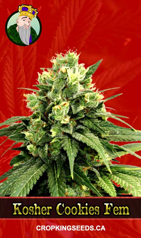 Kosher Cookies Strain Feminized Marijuana Seeds