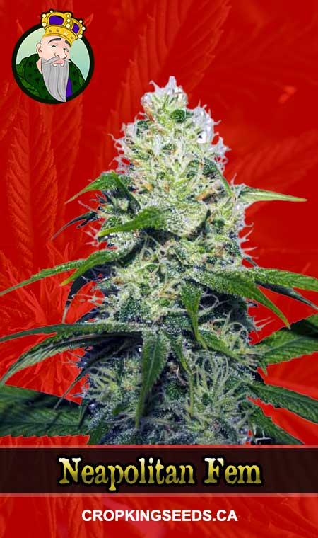 Neapolitan Strain Feminized Marijuana Seeds