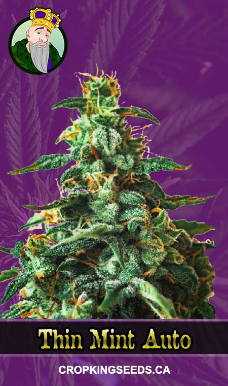 Thin Mint Strain Autoflowering Marijuana Seeds