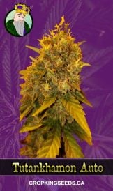 Tutankhamon Strain Autoflowering Marijuana Seeds