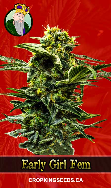 Early Girl Strain Feminized Marijuana Seeds