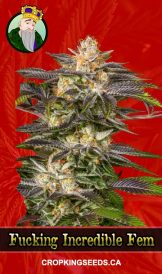 Fucking Incredible Strain Feminized Marijuana Seeds