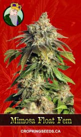 Mimosa Float Strain Feminized Marijuana Seeds