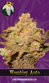 Wembley Strain Autoflowering Marijuana Seeds