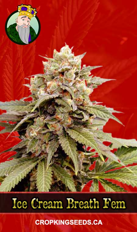 Ice Cream Breath Strain Feminized Marijuana Seeds