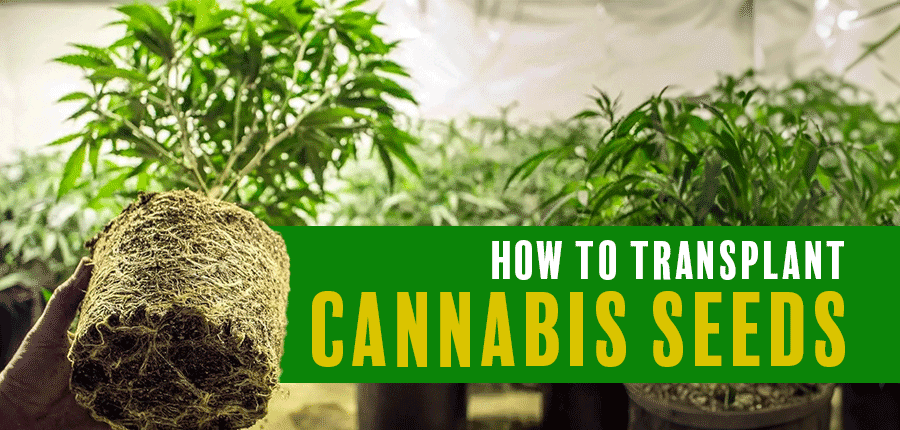 Transplanting cannabis