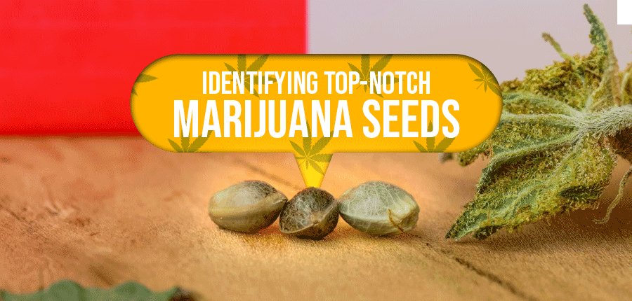 Identifying high quality marijuana seeds