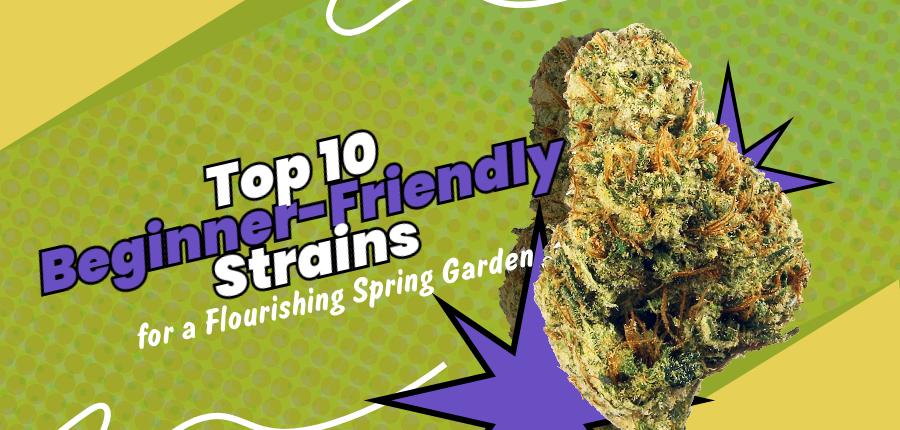 Beginner-Friendly Strains