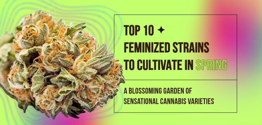 Feminized Strains