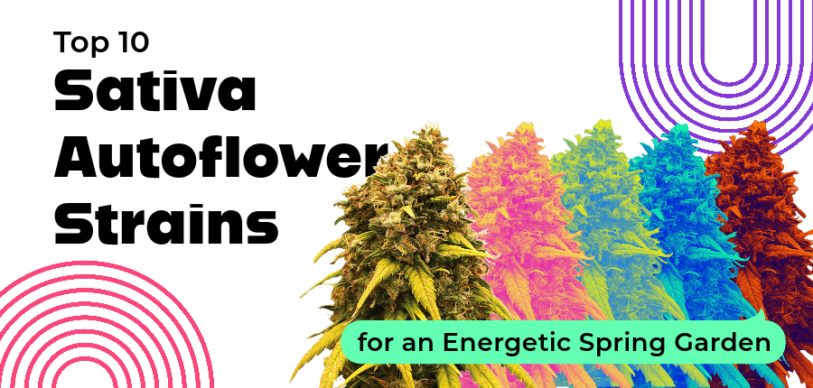 Sativa Autoflower Strains