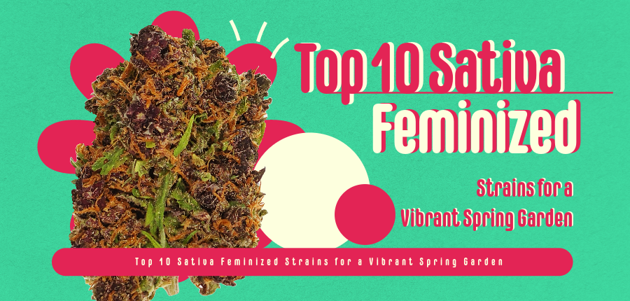 Sativa Feminized Strains