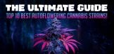 Autoflowering Cannabis Strains