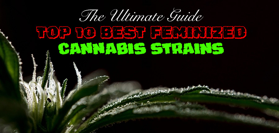 Feminized Cannabis Seeds